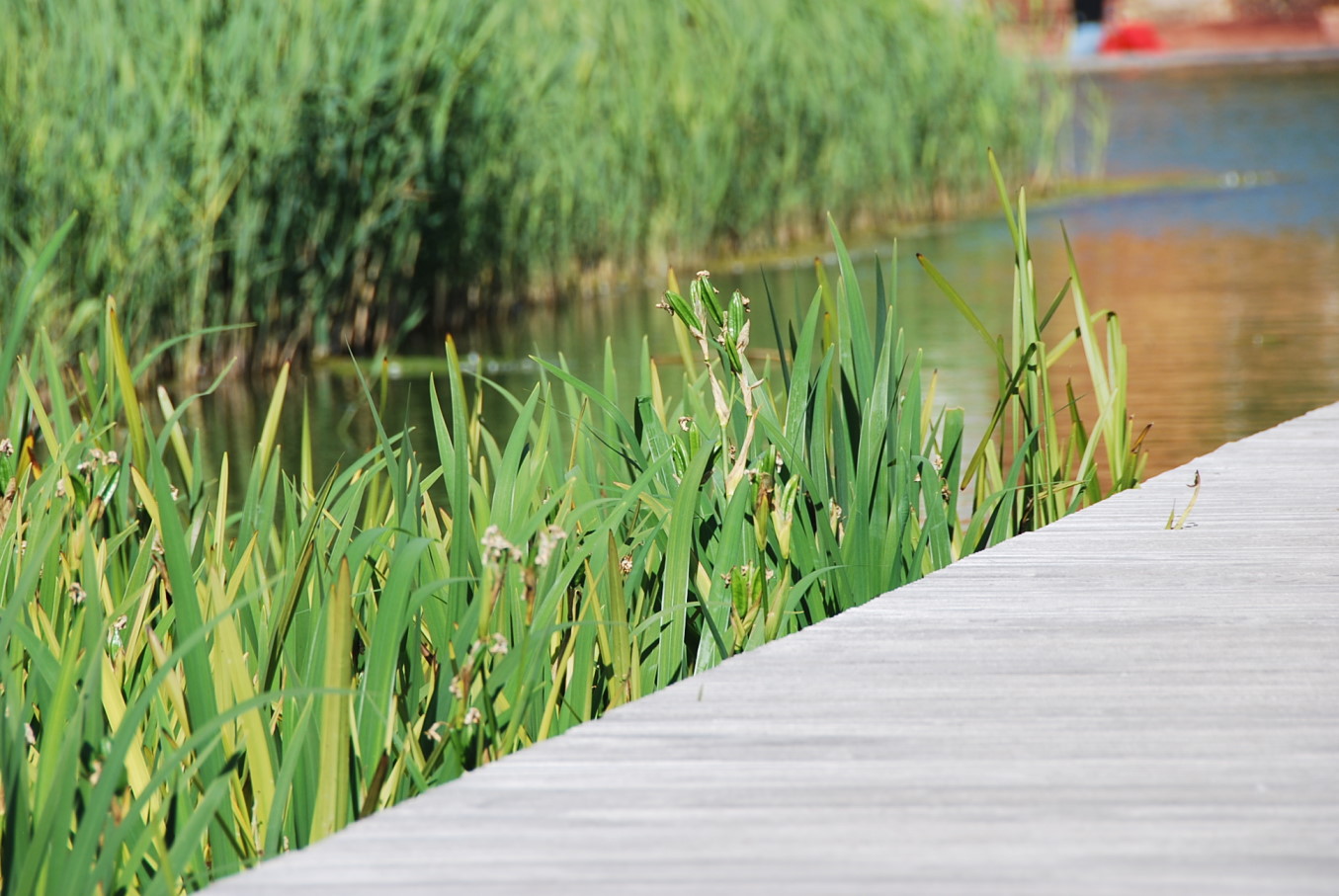 Steg ins Wasser - Schilf